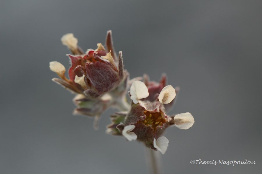 Potentilla deorum.- endemita del M. Olimpo, Grecia